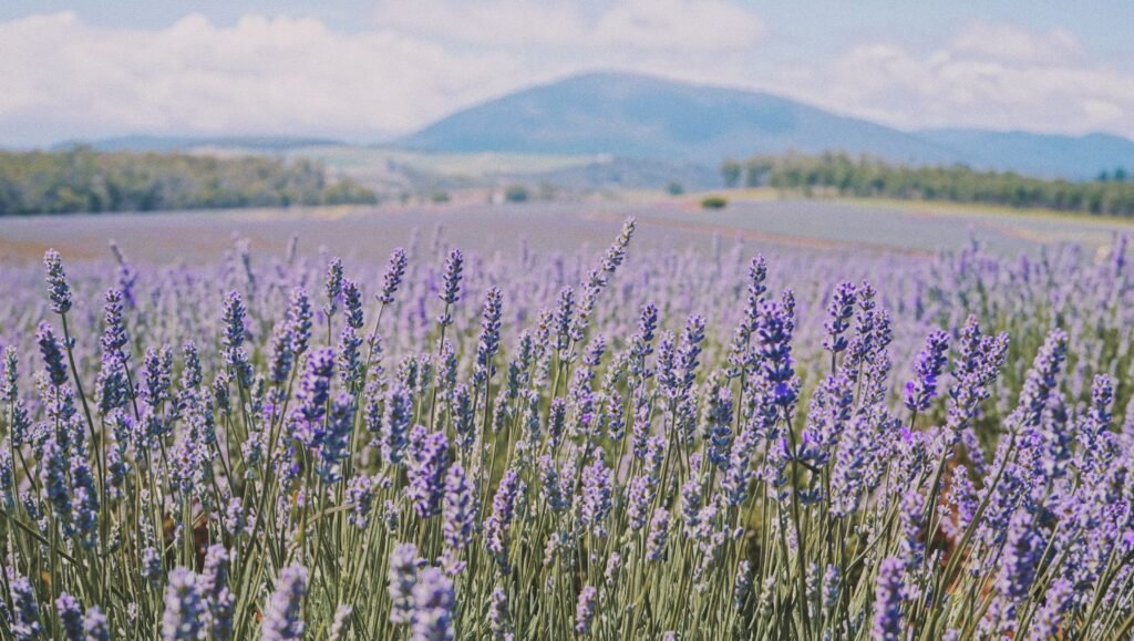 Campo de lavanda utilizado en la elaboración de hidrolato de lavanda, ideal para productos naturales y cosmética.