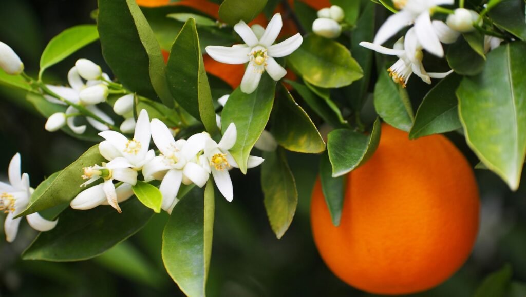 lor de azahar blanca sobre ramas, acompañada de naranjas maduras, mostrando un contraste natural y fresco.